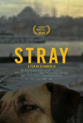 Stray (2020) Prints and Posters