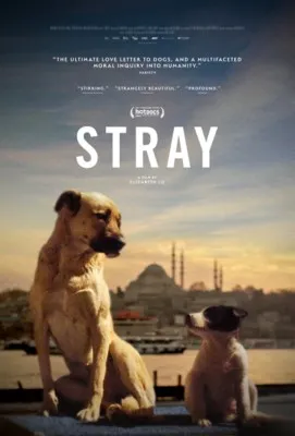 Stray (2021) Prints and Posters