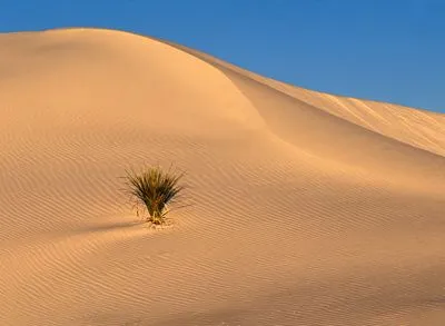 Desert 11oz White Mug