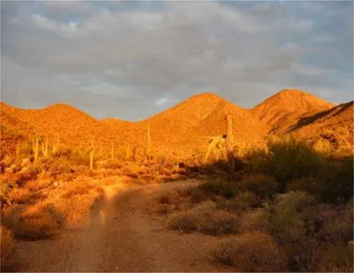 Desert Prints and Posters