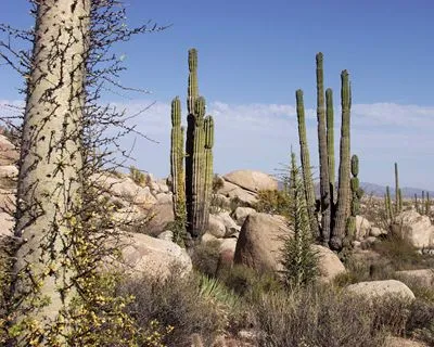 Desert Prints and Posters