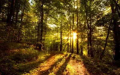 Forests Color Changing Mug