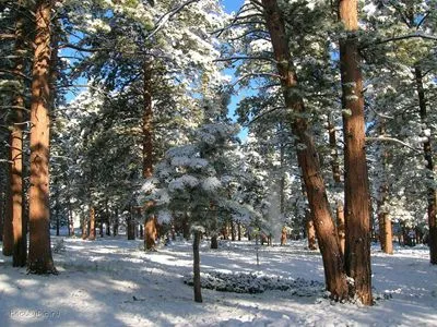 Forests Tote