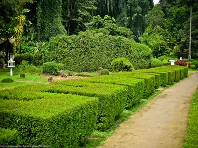 Botanical Gardens Apron