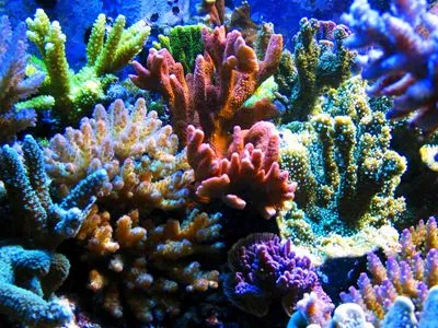 Underwater World Prints and Posters