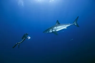 Underwater World Poster