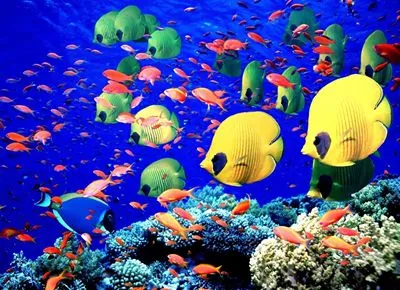 Underwater World Prints and Posters