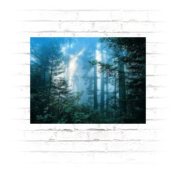 Forests Poster