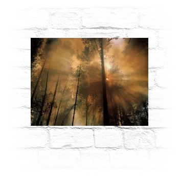 Forests Metal Wall Art