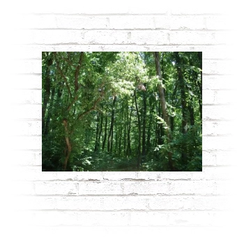 Forests Poster