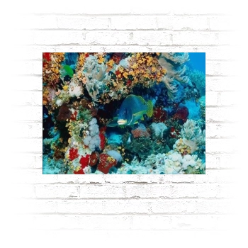 Underwater World Poster