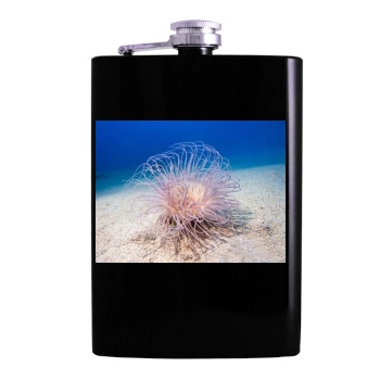 Underwater World Hip Flask