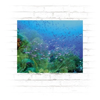 Underwater World Poster