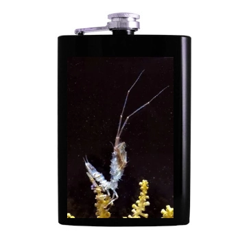 Underwater World Hip Flask