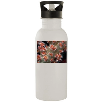 Underwater World Stainless Steel Water Bottle