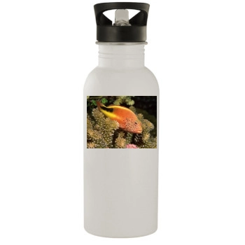 Underwater World Stainless Steel Water Bottle